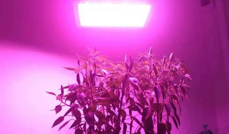 LED Grow Lights